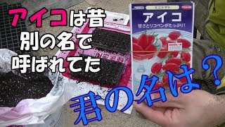 【愛】トマトの種まきアイコ改名の話