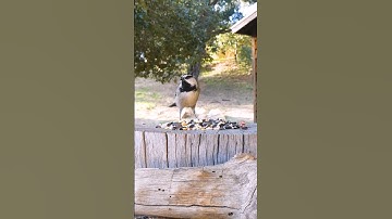 Mountain Chickadee🐦Fall Seed Treat #mountainchickadee