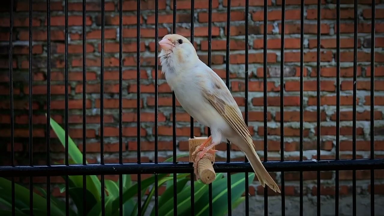 Tops Song to Train Your Canary to Sing Beautifully‼️ Belgian Canary