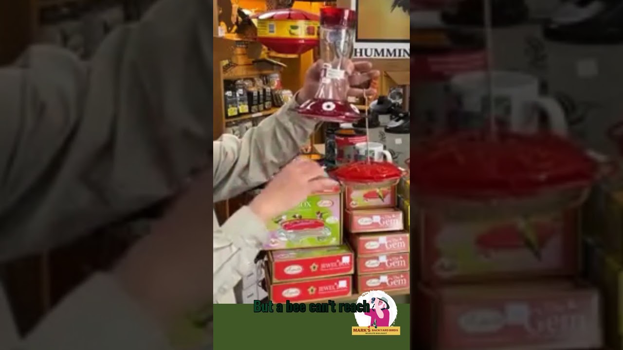 What is the Best Hummingbird Feeder