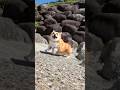 はしゃいで駆け寄るコーギー / A Corgi excitedly running over. #コーギー #corgi #サクラ