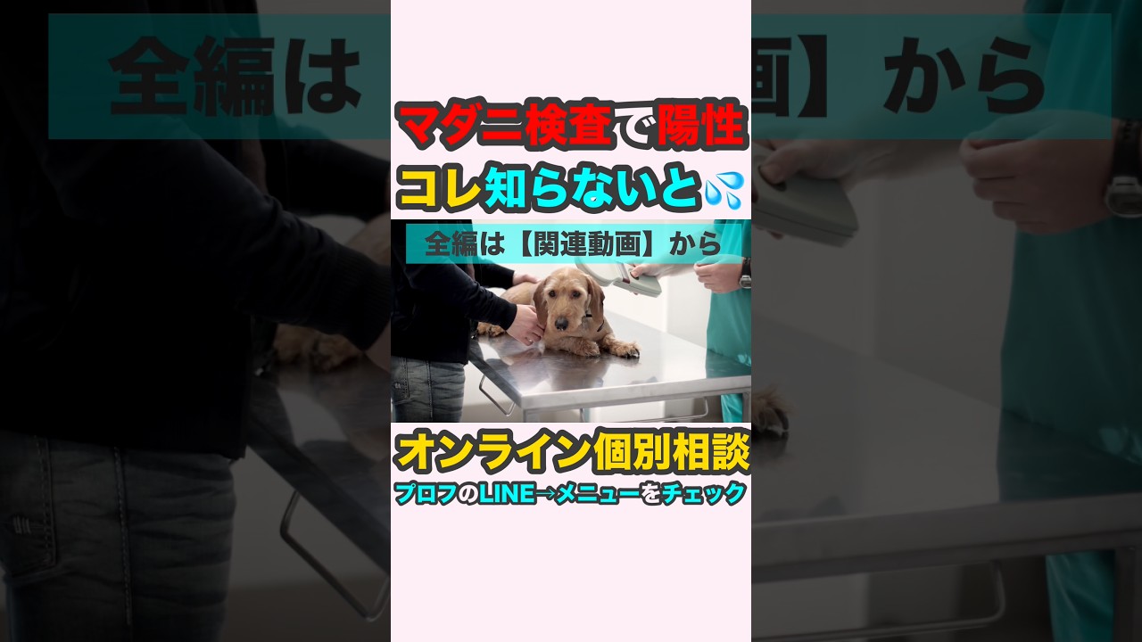 絶対知っておきたいマダニ検査結果の罠 #愛犬を守りたい