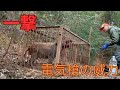 いつも猟犬たちと散歩するコースに設置している箱罠にかかったイノシシを電気槍で止め刺ししました。@罠販売の太田製作所