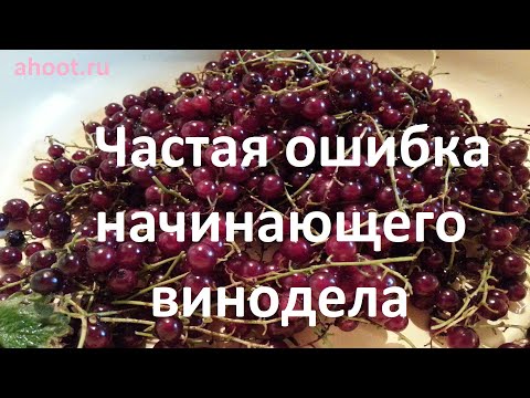 ahoot.ru | Частая ошибка начинающего винодела домашнее вино из ягод смородины крыжовника винограда