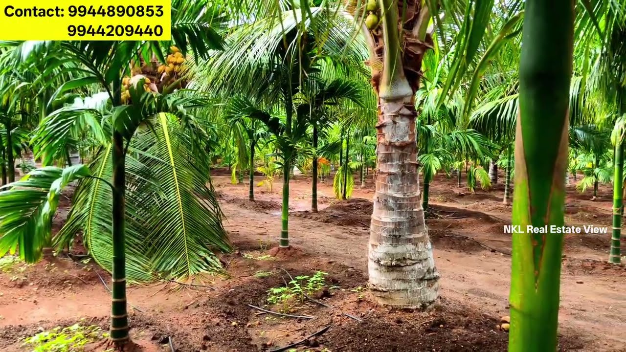 தென்னந்தோப்பு விற்பனை | 6 ஏக்கர் 75 சென்ட் | #9944209440 | #namakkal