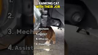 Top Cats with Jobs! 🐱💼 Funny Working Cats Ever #CatJobs #FunnyCats #TopCats
