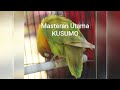 Masteran Utama ku untuk lovebird Kusumo ( jadi mp3 pake ap Y2MATE/ download free)