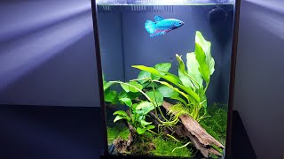 FLUVAL SPEC update 2020