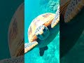 Animales prehistóricos más aterradores que un T. rex