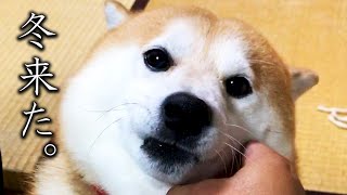 もこもこ化で冬の訪れを感じさせる柴犬