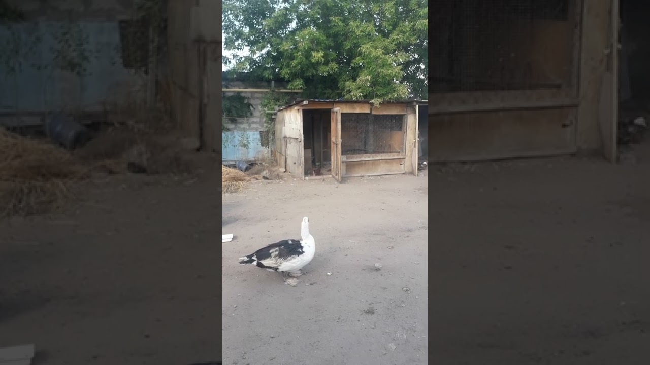 Индоутка асырау 21.08.2022ж.Индоутка жұмыртқа туралы ақпарат және құрық басу туралы.Бүгінгі тақырып