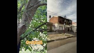 Pajarito youtuber 👍desde el conurbano #shortvideo