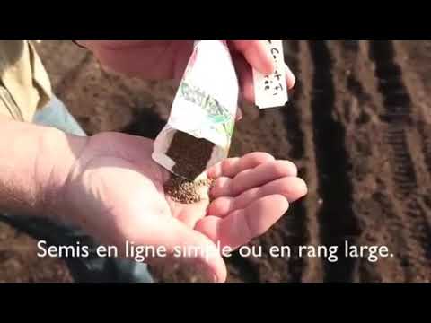 فيديو: زراعة الجزر