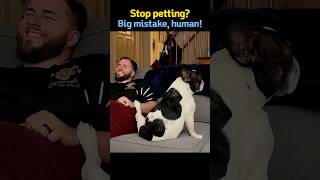Dogs Reaction When You Stop Petting Them 🐶 #dogs #funnydogs #dogshorts #Shorts#CuteDogs #DogLovers