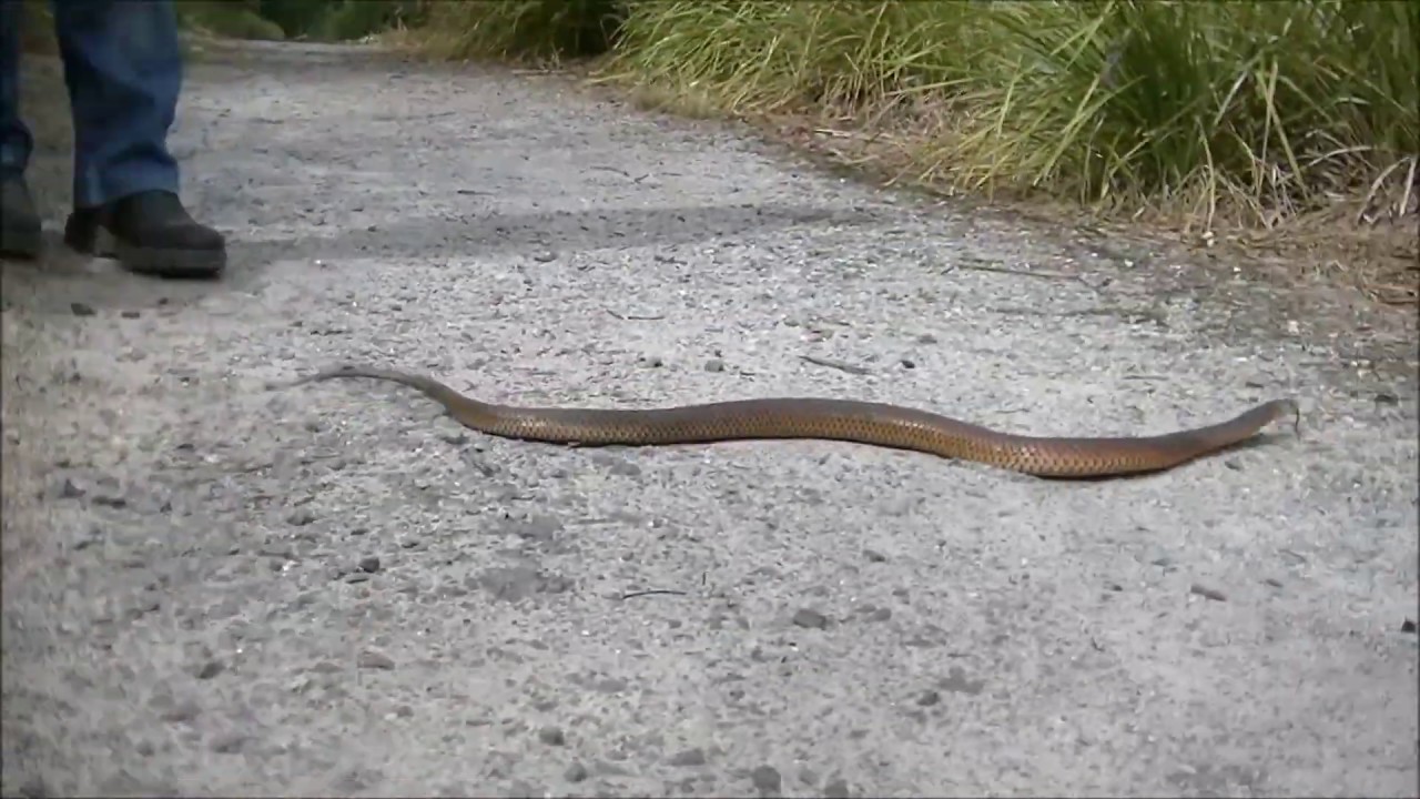 Cannons CReek YouTube