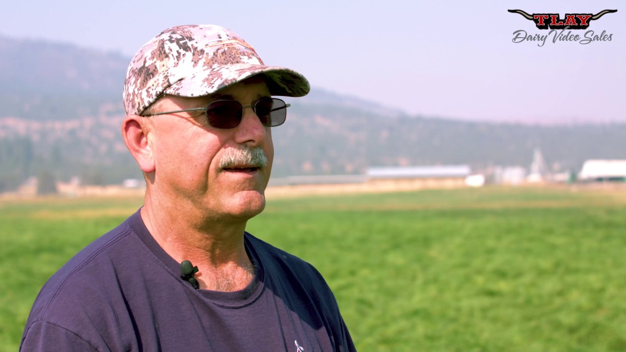 Turlock Livestock Auction Yard Dairy Video Sales YouTube