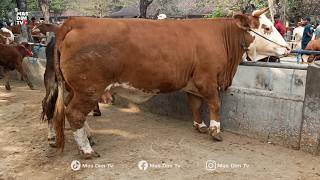 LATEST CATTLE PRICES: MONSTER DAMS, ANGUS FEEDERS, AND SUPER HEIFER CALVES!! AMBARKETAWANG CATTLE...