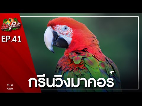 EP41.กรีนวิงมาคอว์