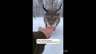 #comedy #comedyshorts #pets #piadascurtas #pov #animals #memes