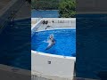 【衝撃映像】イルカを襲うトンビ❗　Tonbi attacking a dolphin　डॉल्फिन बनाम पतंग　海豚与风筝　#長崎ちゃんぽん