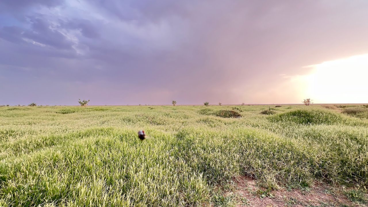 الصيف في روضة نوره و العاصفة الترابية