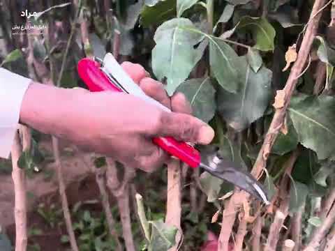 الطريقة الصحيحة لقص شجرة القات بدون ما تضرها خطوة بخطوة للمزارعين