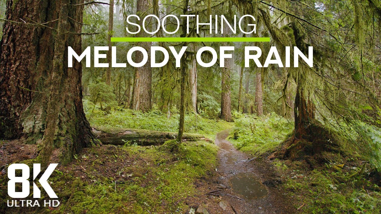 8 HOURS Soothing Melody of Rain for Deep Sleep and Relaxation - 8K Rain in a Fairytale Forest