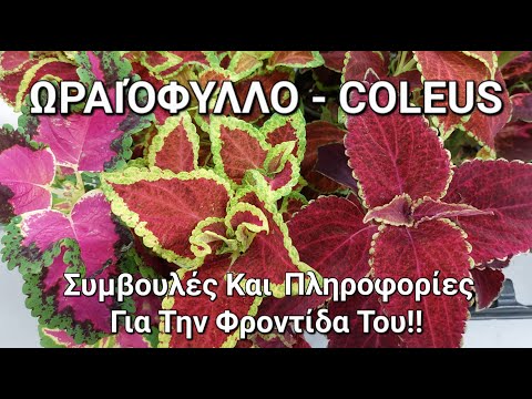 Βίντεο: Πολλαπλασιασμός Coleus: Πώς να φυτέψετε σπόρους Coleus ή πώς να ριζώσετε μοσχεύματα Coleus