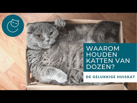 Video: Waarom Houden Katten Van Valeriaan?