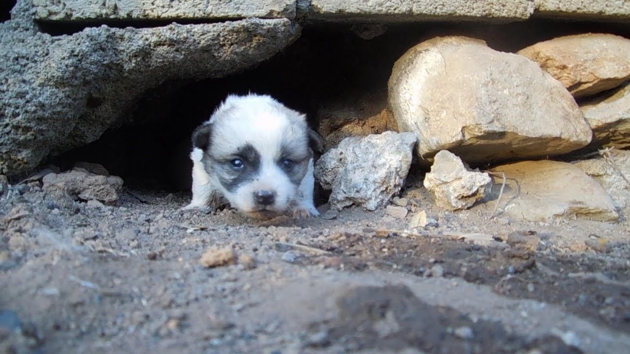 The mother of stray dog gave birth to a puppy, the puppy in the cave ...