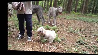 Irish wolfhound hill walk