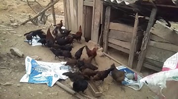 Black Chicken farm/Qaib nqaij dub muaj muag