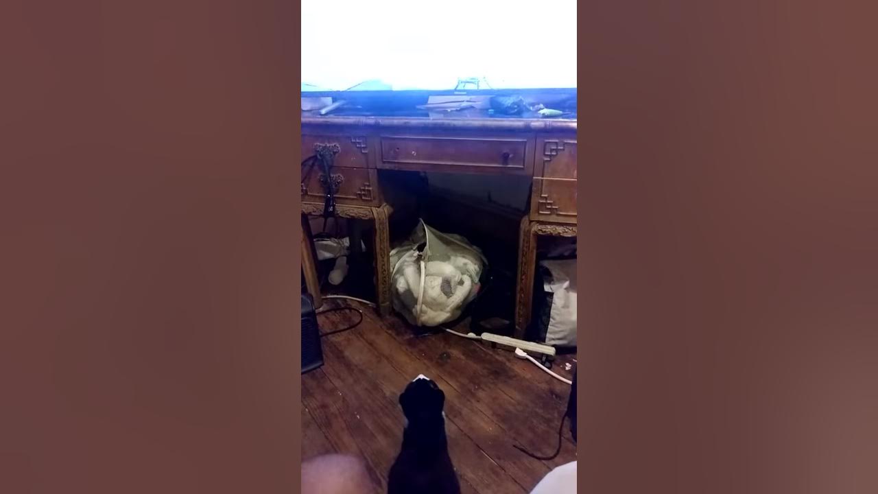 My cat watches TV... YouTube