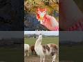 Toy Learning Fun | Kids Learn Animal Names at the Brook: Crocodile Dog Duck Llama Elephant