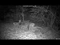 Deer 3-01-2026 6:19 PM