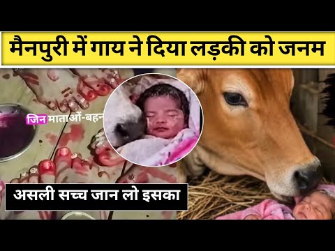 A Cow Gave Birth to a Girl in Mainpuri