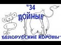 34 белорусские дойные коровы!, или как "шикуют" белорусские рабочие! / ТЛУМАЧ
