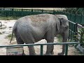Слониха не всегда балует посетителей своим общением) Тайган The elephant in Taigan