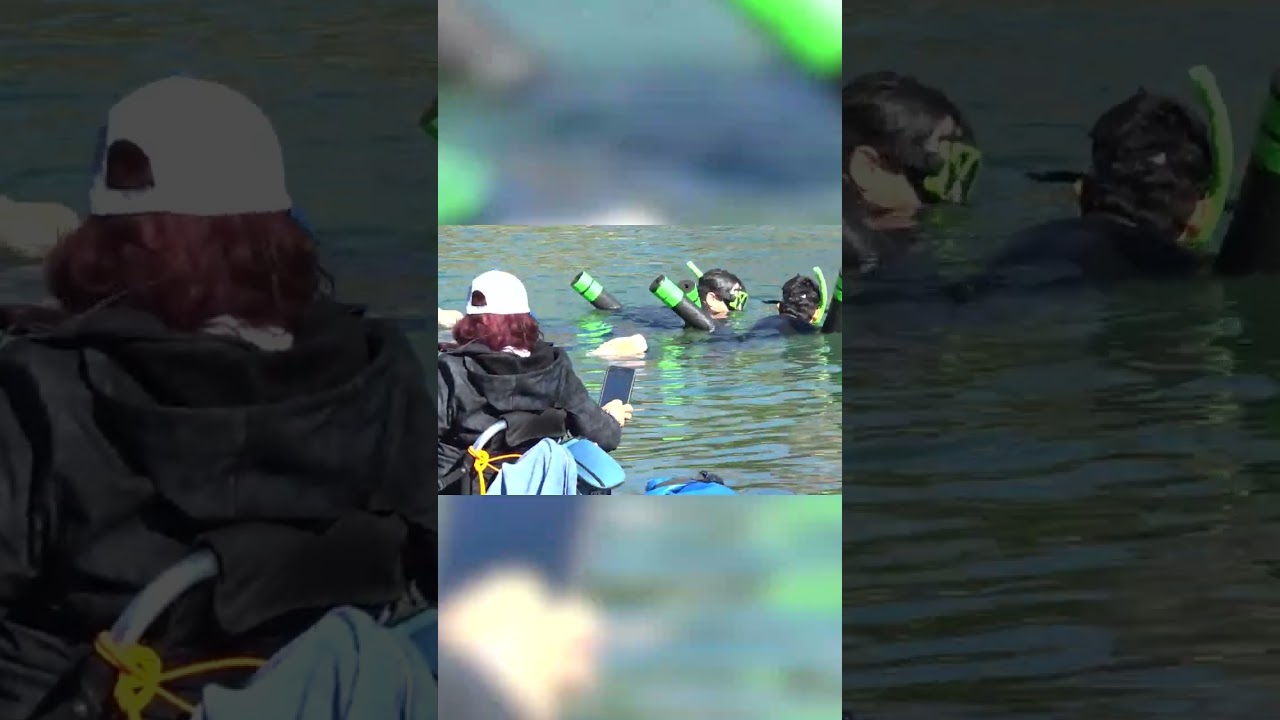 Manatees keep warm in shoreline ‘cuddle puddle’ #Shorts