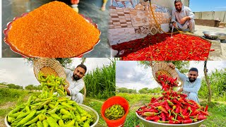 Red  Chile Harvest in Our Village  How to Make Red Chili Powder | Sabaz Mirch ka Achar