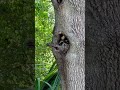wildlife #shortvides