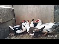 ciclo de reproduccion de los patos