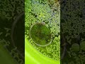 Subscribe to my channel #indoorbreeding #fishkeepinghobby #subscribe #fish#minipond #support #birds