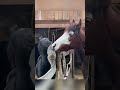 Funny Horse and Cat#horse #cat#fyp #foryou #fypシ #funny #horsesoftiktok #tiktok #usa