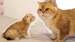 Kitten Muffin MEETS his dad William | So Adorable