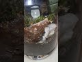 Day 16. Not much growth can be seen.