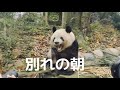今日は親友団がシャンちゃんと会う最後の日で、明日日本に帰りますが、朝9:30待ちに待ったシャンちゃんはやっと現れ、まっすぐ氏様の前にやって来て、気持ちよさそうに大あくびをしてサービスしてくれた。