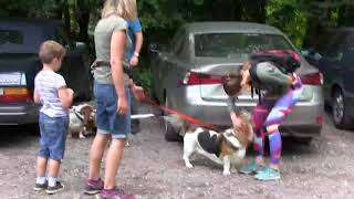 Basset Hound Walkers at Stourhead August 2020