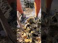Find and Eat Fresh Oyster Very Nice #oyster #seafood #real #lifestyle