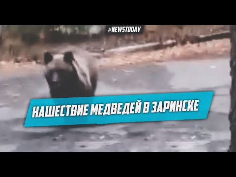 Нашествие медведей в Заринске: Семья медведей разгуливает по улицам Заринска